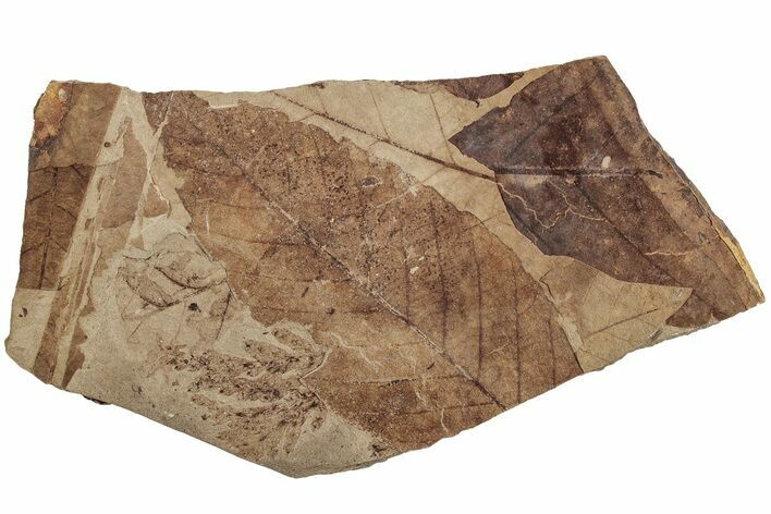 Fossil Leaf (Alnus) - McAbee Fossil Beds, BC #224874